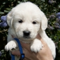 Chiot Golden Retriever à adopter au prix de 1200 €