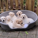 Labrador disponible en Gironde