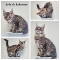 Maine Coon disponible en Indre-et-Loire