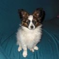 Nain Continental Papillon disponible en Haute-Saône