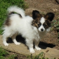 Nain Continental Papillon disponible en Haute-Saône
