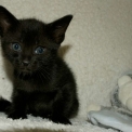 Chaton Chat Savannah  vendre au prix de 1850  vaccin et identifi.