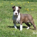 American Staffordshire Terrier chiot vendu 900 €