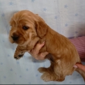 Adoption chiot Cocker Anglais Spaniel au prix de 1500 €