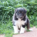 Chiot Colley Shetland sans pedigree  prix 950 .