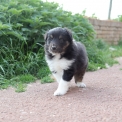 Colley Shetland disponible dans le Pas-de-Calais