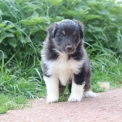 Chiot Colley Shetland sans pedigree  prix 950 .