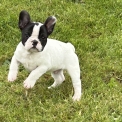 Bouledogue Français disponible dans le Tarn-et-Garonne