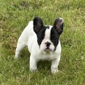Bouledogue Français disponible dans le Tarn-et-Garonne