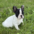 Chiot Bouledogue Français de race – prix 1500 €.