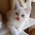 Chaton Highland Straight de race – prix 1600 €.