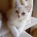 Chaton Highland Straight de race – prix 1600 €.