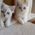 Chaton Highland Straight de race – prix 1600 €.