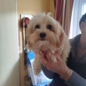 Bichon Havanais disponible dans le Doubs