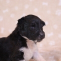 Colley Shetland disponible dans le Pas-de-Calais