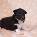 Chiot Colley Shetland sans pedigree  prix 950 .