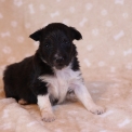 Colley Shetland disponible dans le Pas-de-Calais