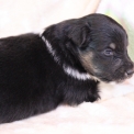 Chien Colley Shetland propose par llevage Domaine des terres lorginoise.
