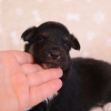 Chiot Colley Shetland sans pedigree  en rgion Hauts-de-France.