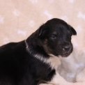Chiot Colley Shetland sans pedigree  prix 950 .