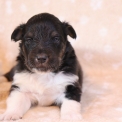 Colley Shetland disponible dans le Pas-de-Calais