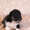 Chien Colley Shetland propose par llevage Domaine des terres lorginoise.