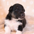 Chien Colley Shetland propose par llevage Domaine des terres lorginoise.