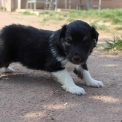 Chiot Colley Shetland sans pedigree  en rgion Hauts-de-France.