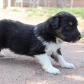 Chiot Colley Shetland sans pedigree  prix 950 .