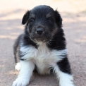 Chiot Colley Shetland sans pedigree  prix 950 .