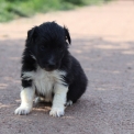 Chien Colley Shetland propose par llevage Domaine des terres lorginoise.