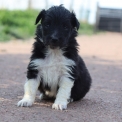 Chiot Colley Shetland sans pedigree  prix 950 .