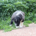 Chiot d'apparence de race Colley Shetland  adopter.