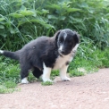 Chiot d'apparence de race Colley Shetland  adopter.
