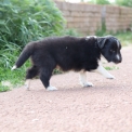 Chiot Colley Shetland sans pedigree  en rgion Hauts-de-France.