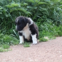 Chien Colley Shetland propos par llevage Domaine des terres lorginoise.