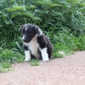 Chiot Colley Shetland sans pedigree  prix 850 .