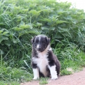 Chiot Colley Shetland sans pedigree  en rgion Hauts-de-France.