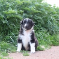 Colley Shetland disponible dans le Pas-de-Calais