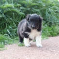 Colley Shetland disponible dans le Pas-de-Calais