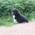 Chien Colley Shetland propose par llevage Domaine des terres lorginoise.