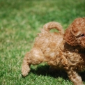 Ce petite mle Caniche Nain propos  l'achat est n le 05/03/2025.