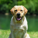 Labrador disponible en Gironde