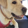 Labrador disponible en Gironde