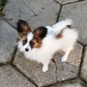 Chien Nain Continental Papillon proposé par l’élevage lutins du clos des buddleias.