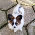 Nain Continental Papillon disponible en Haute-Saône