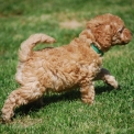 Caniche Nain disponible dans la Vienne