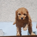 Chiot Caniche Nain de race  prix 1650 .