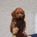 Chiot Caniche Nain de race LOF avec pedigree  adopter.