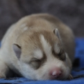 Acheter Husky Sibérien bébé pour 1800 €